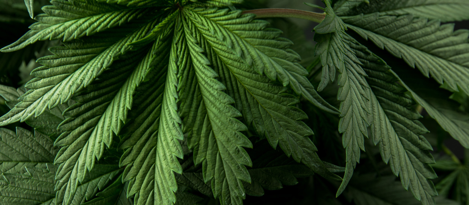 Growing Cyber Threats Against Cannabis Retailers